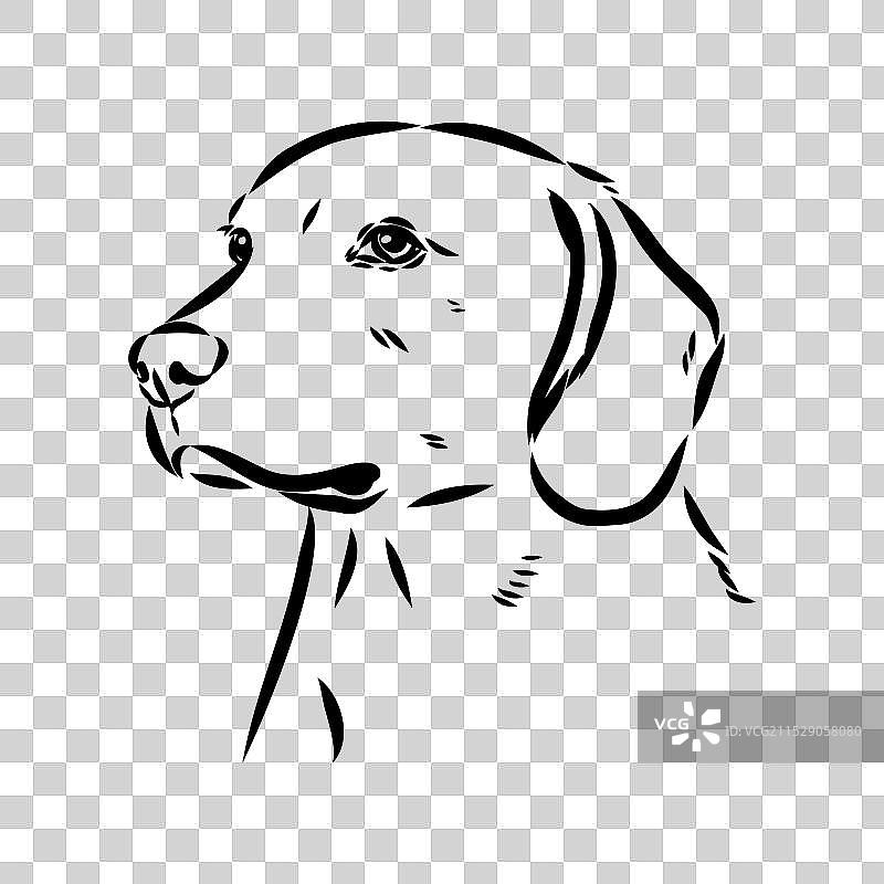 快乐的美国狐狸猎犬在偷看图片素材