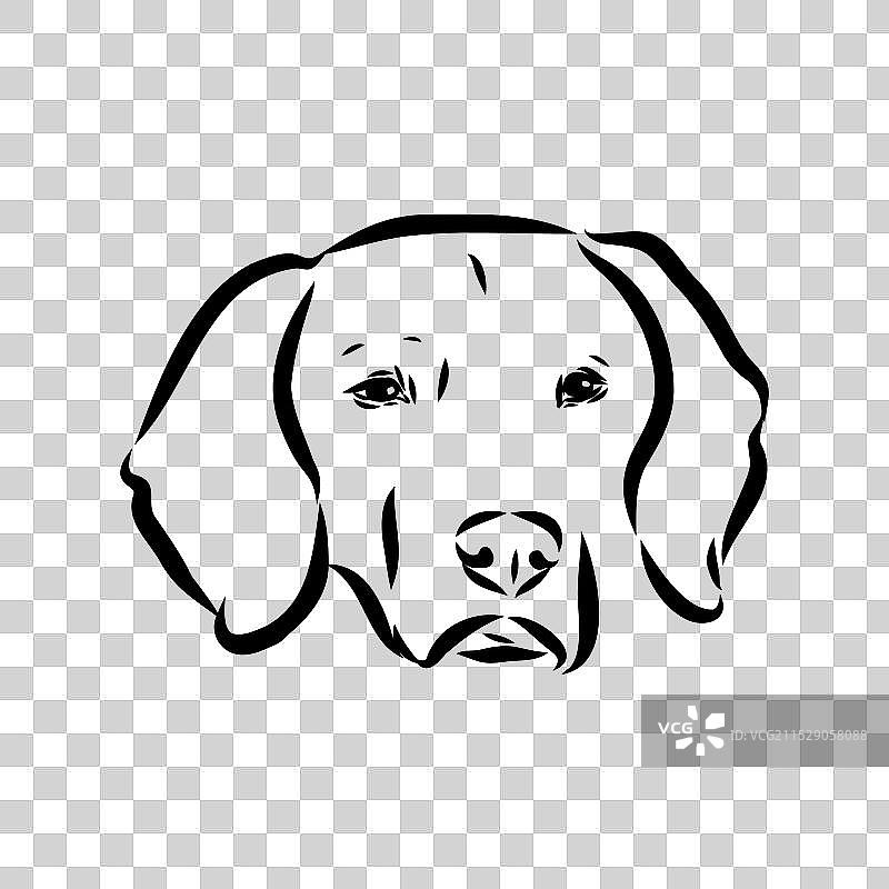 快乐的美国狐狸猎犬在偷看图片素材