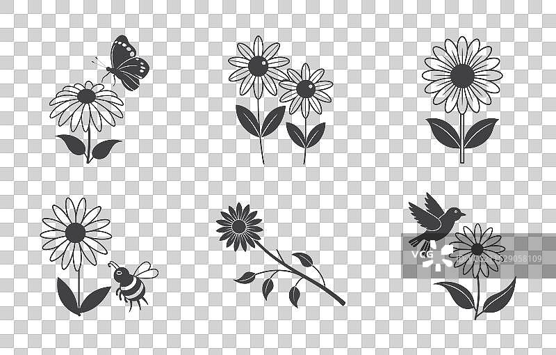 黑眼苏珊花线条艺术套装图片素材