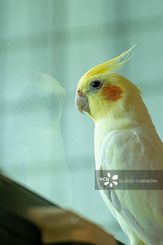 鸟笼中栖息鸟的特写镜头图片素材