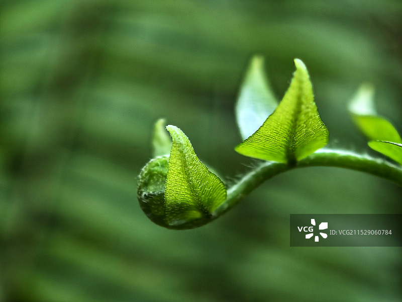 绿色植物特写图片素材