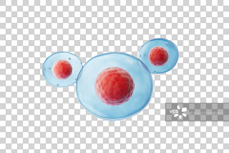 白色背景下的细胞与细胞核，3D渲染图片素材