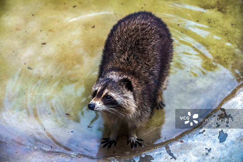 站在水中仰头的浣熊图片素材