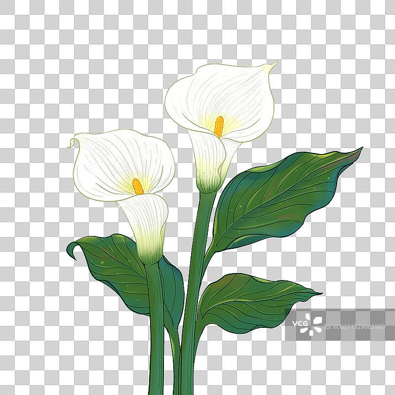 手绘春季花卉元素白色马蹄莲图片素材