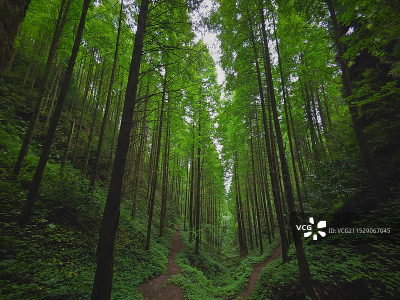 森林野趣图片素材