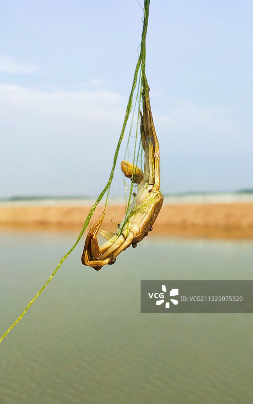 被青苔缠住的河蟹特写镜头 毛蟹 中华绒毛蟹 养殖池塘图片素材