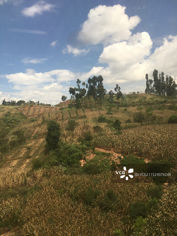 田野上的树木顶着天空图片素材