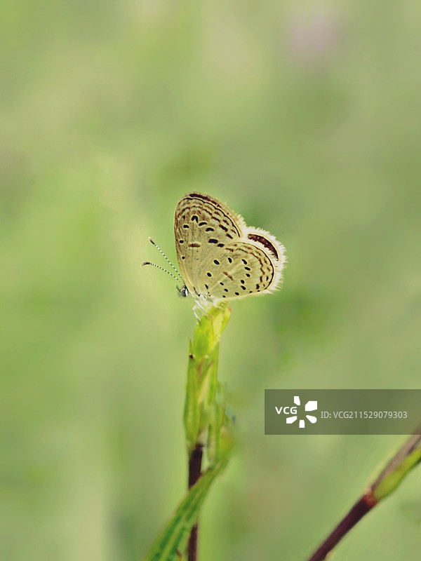 植物上蝴蝶特写镜头图片素材