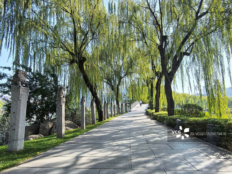 南湖的垂柳图片素材