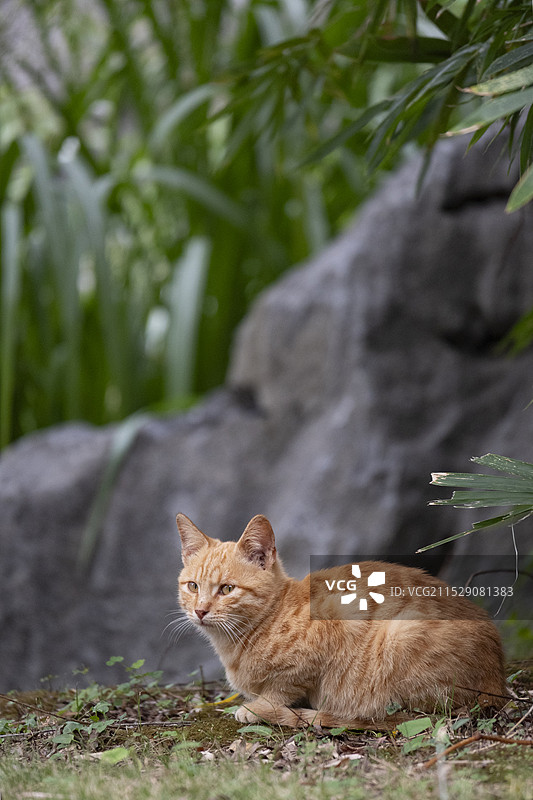 橘猫竹下栖图片素材