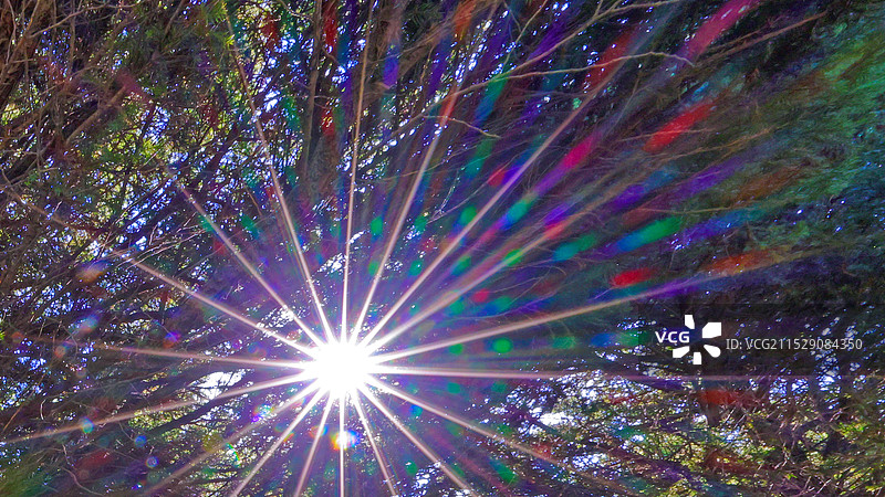 森林孔雀尾星芒图片素材