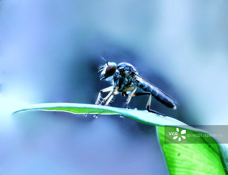 牛虻站在叶子上图片素材