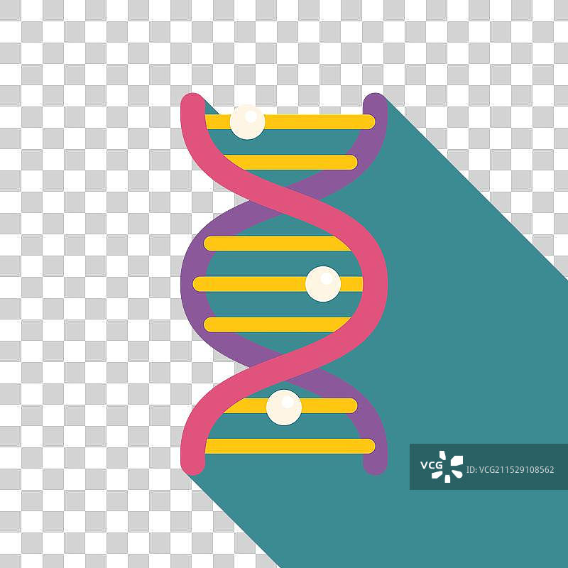 DNA双螺旋结构的形成与长链图片素材