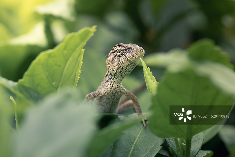 龙抬头图片素材