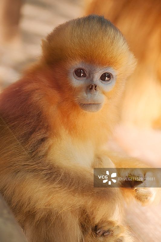 川金丝猴图片素材