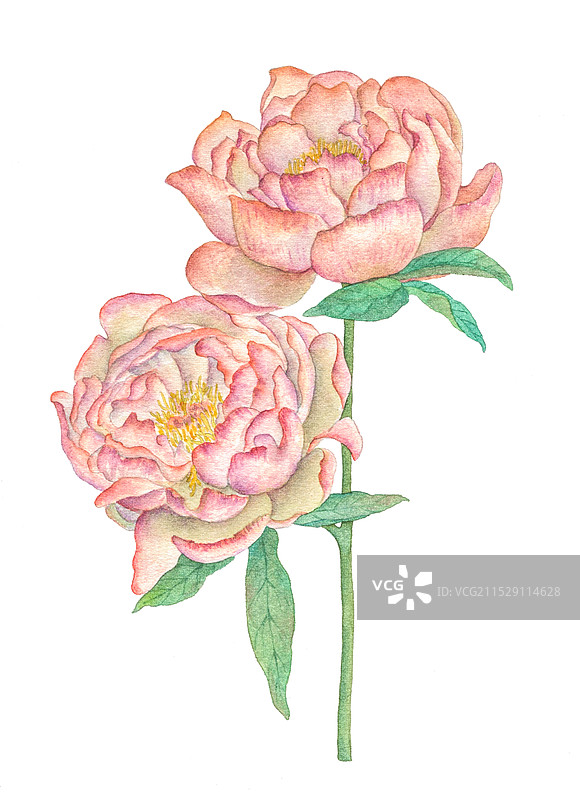 水彩芍药花图片素材