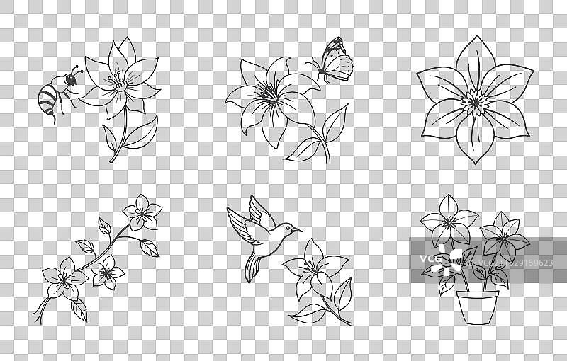 铁线莲花卉的植物线条艺术图片素材