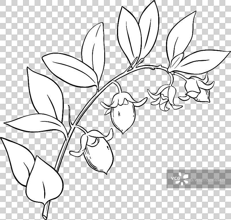 霍霍巴树枝与坚果轮廓图片素材