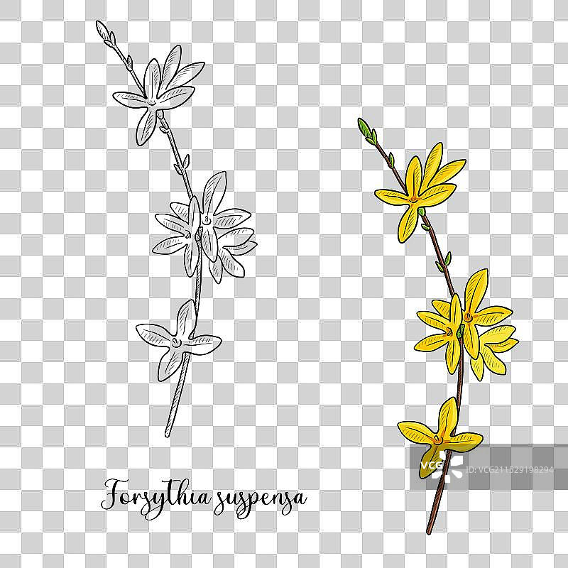 金钟花植物的绘画图片素材