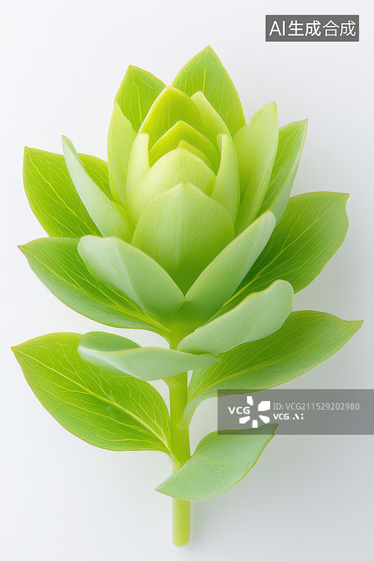 【AI数字艺术】植物与化妆瓶的自然风格平铺图片素材