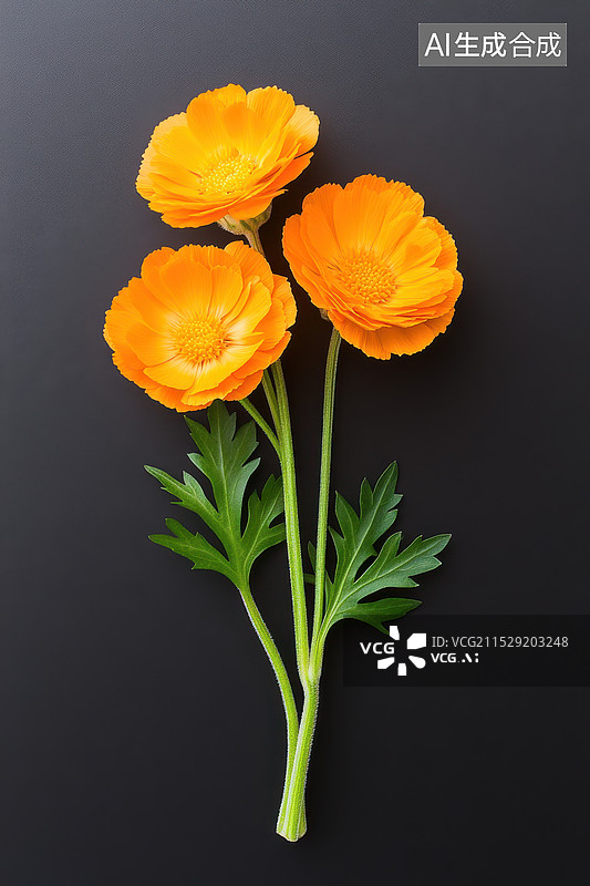 【AI数字艺术】橙白罂粟花构图图片素材