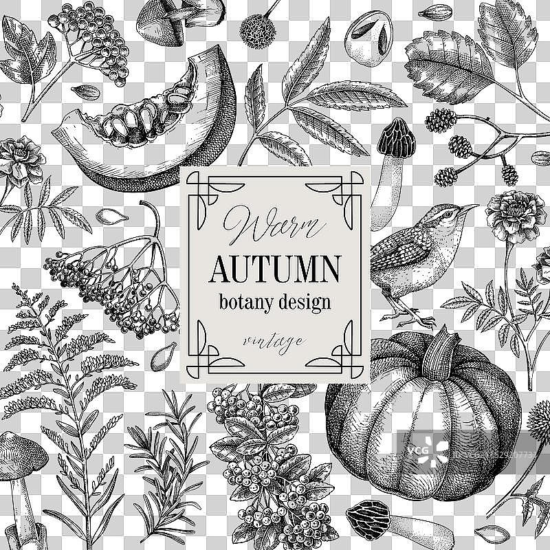 复古秋季框架设计感恩节图片素材