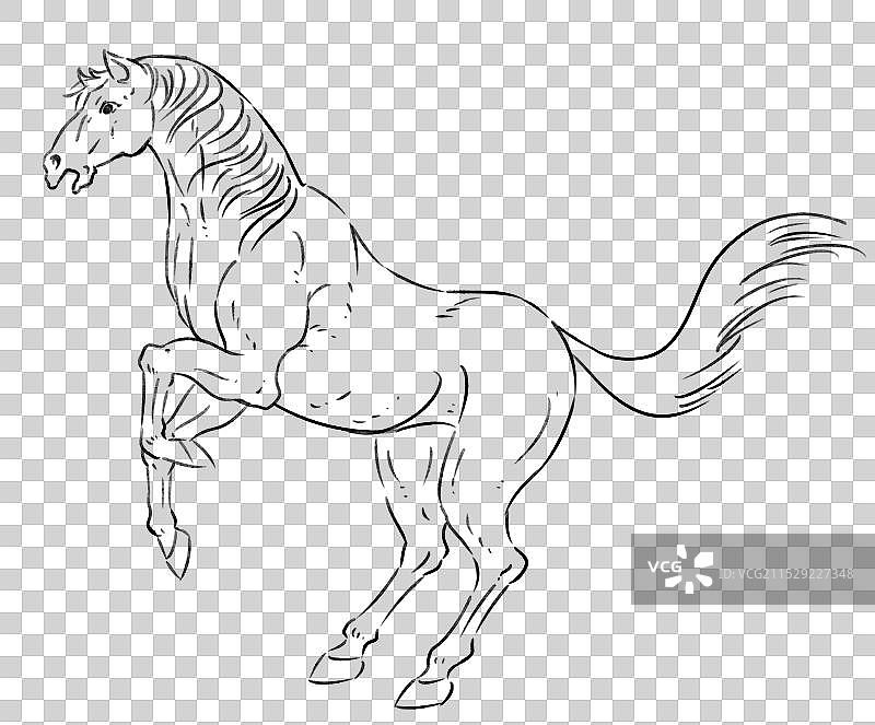 一匹马动物主题手绘风格插画元素线稿图片素材