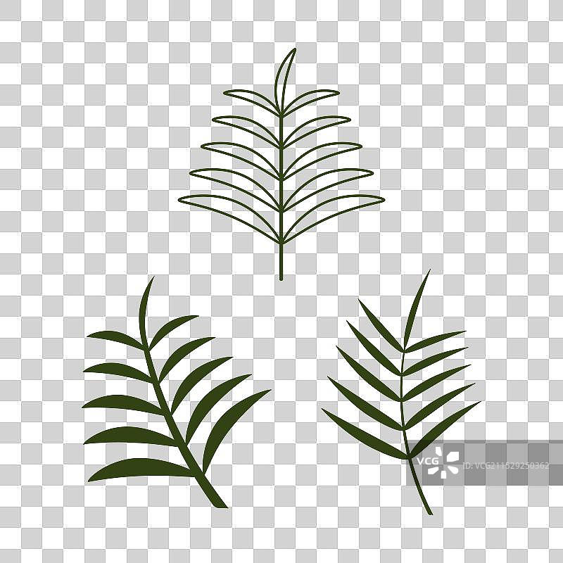 棕榈油叶子设计图片素材