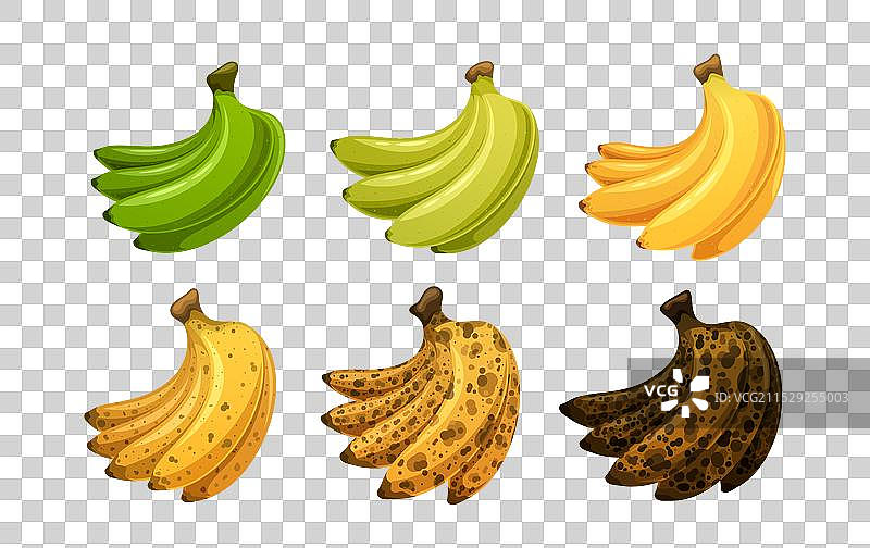一组不同成熟度的香蕉展示图片素材