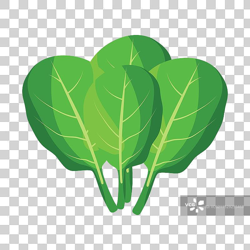 新鲜菠菜叶放在白色背景上图片素材