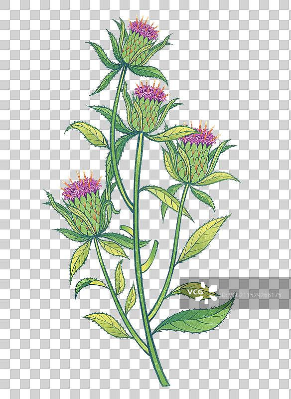 中国传统文化中医养生中草药药材之白术图片素材