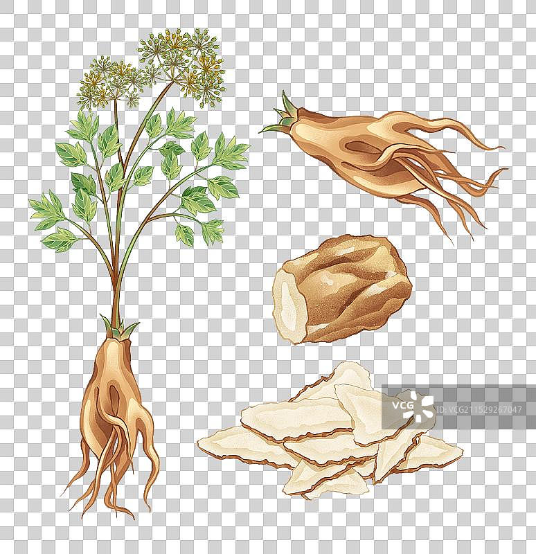 中国传统文化中医养生中草药药材医疗用品之当归图片素材