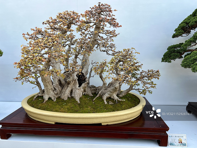 第十一届全国盆景展图片素材