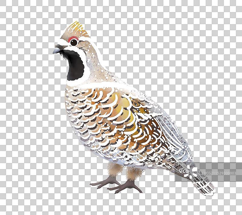 站立的花尾榛鸡图片素材