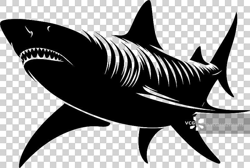 大鲨鱼轮廓在白色背景上孤立显示图片素材