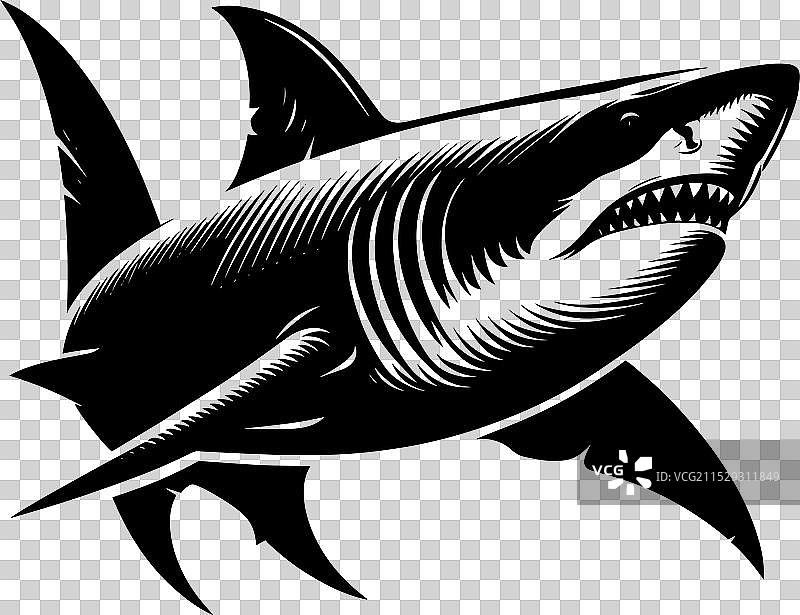 大鲨鱼轮廓在白色背景上孤立显示图片素材