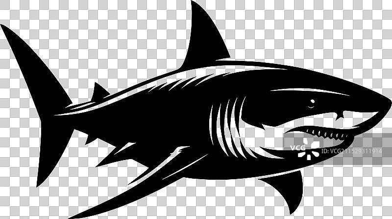 大鲨鱼轮廓在白色背景上孤立显示图片素材