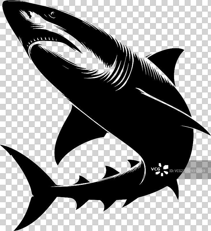 大鲨鱼轮廓在白色背景上孤立显示图片素材