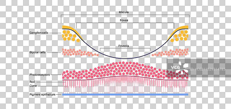 黄斑、中央凹和小中央凹图片素材