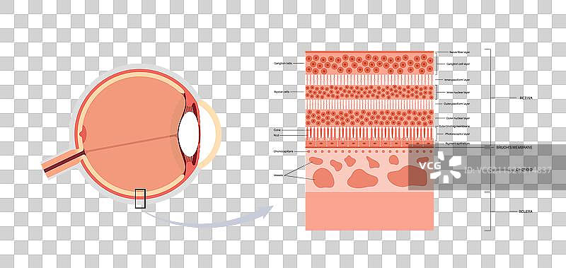 视网膜结构海报图片素材