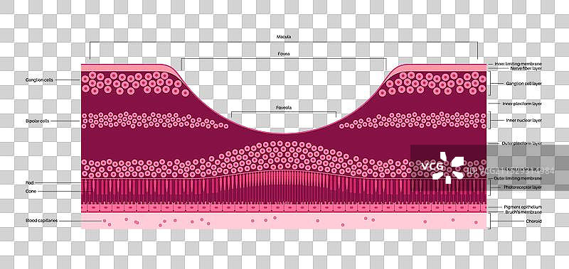 黄斑、中央凹和小中央凹图片素材