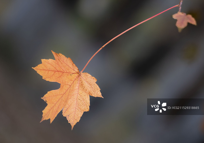 一片秋叶图片素材