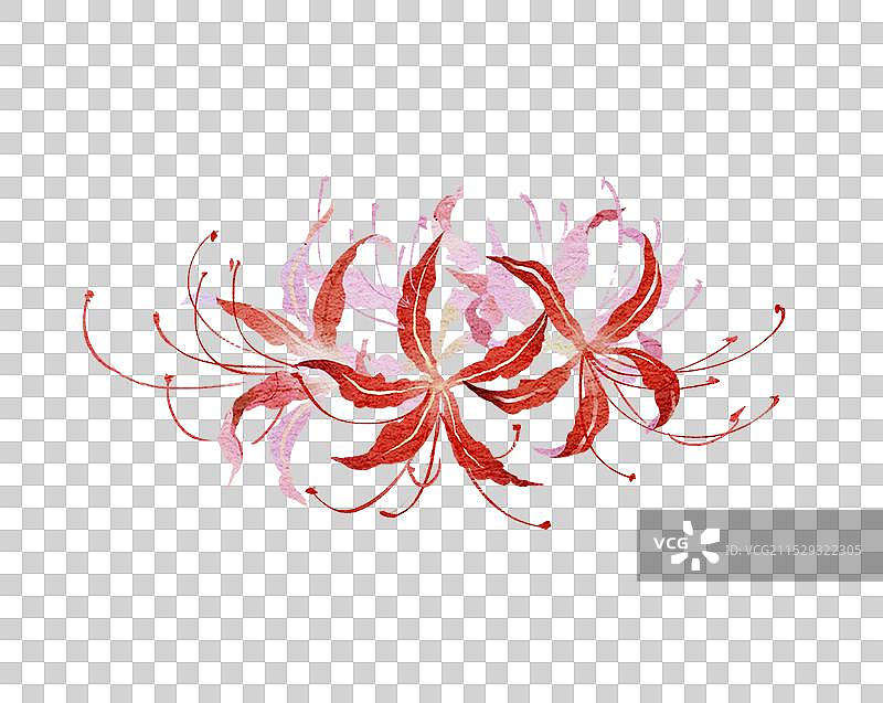 石蒜彼岸花秋季开花花卉-国风古风水墨水彩肌理元素图片素材