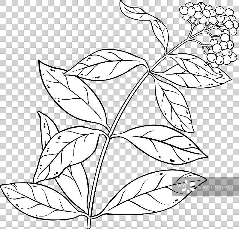 全香料植物与浆果轮廓图片素材
