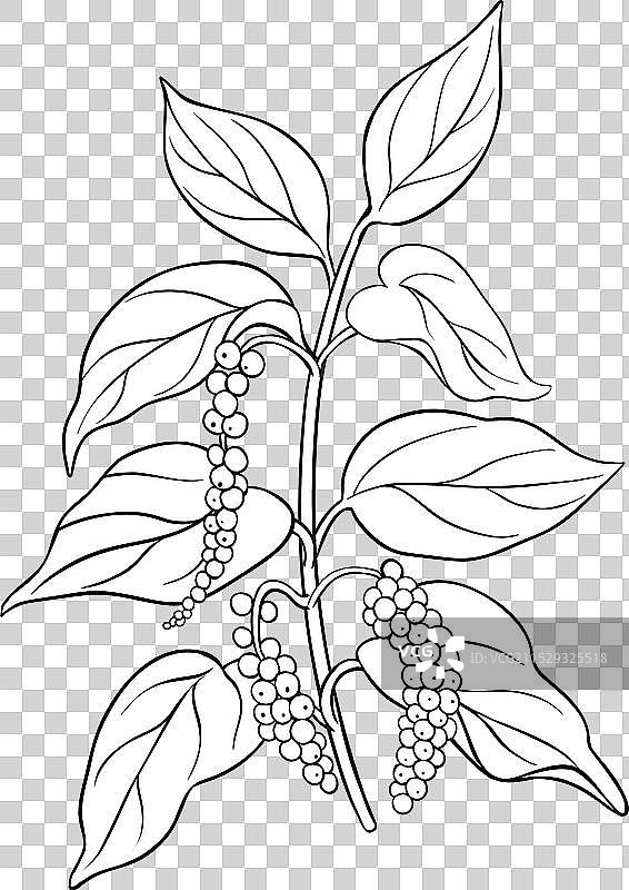 黑胡椒枝条轮廓图片素材