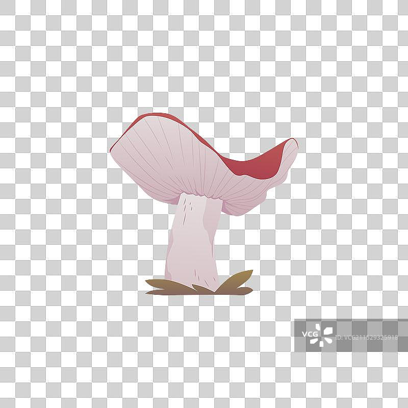 一朵苍蝇伞蘑菇与一个图片素材