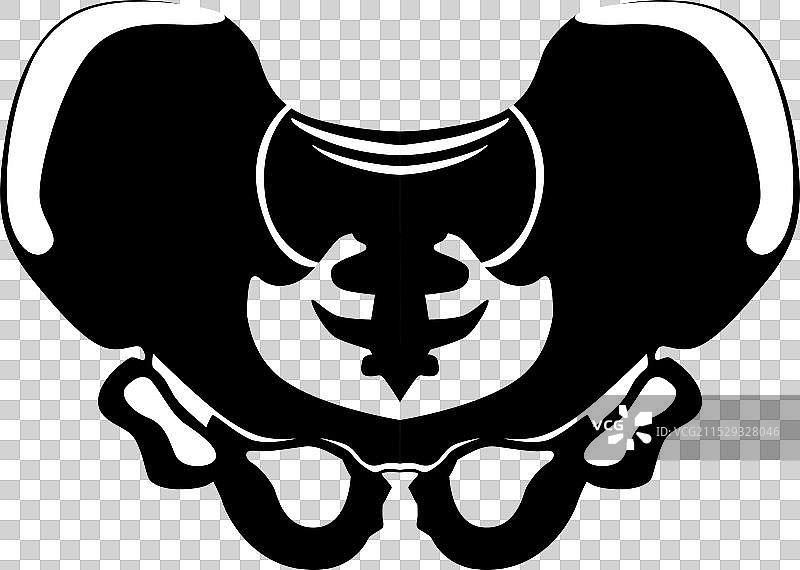 人类骨盆骨骼结构黑色关节图片素材