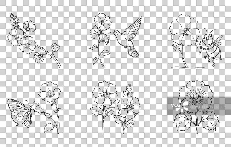 锦葵花线条艺术套装图片素材