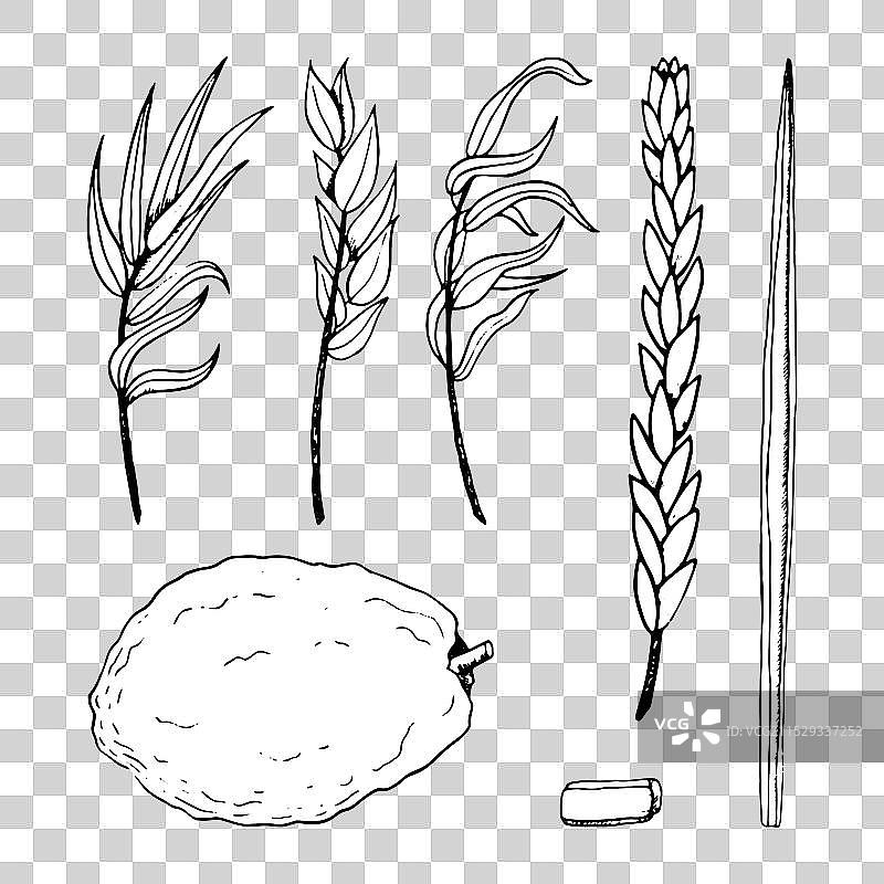 犹太教住棚节植物黑白线条图集图片素材