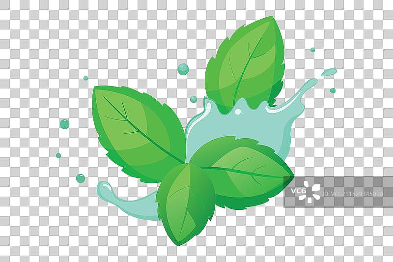 新鲜的绿薄荷叶在水中飞溅图片素材